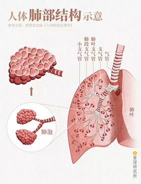 3-边  水含氧量  人体肺部结构示意.jpg