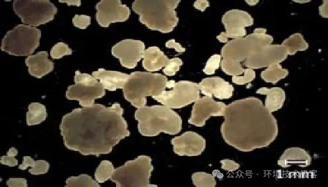 3-好氧颗粒污泥-图2.jpg